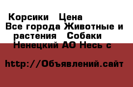 Корсики › Цена ­ 15 000 - Все города Животные и растения » Собаки   . Ненецкий АО,Несь с.